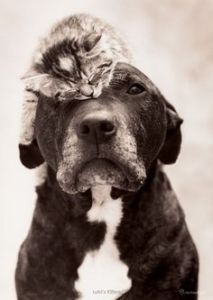 pit with cat on head